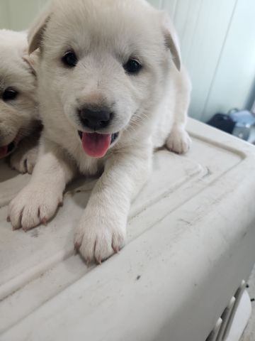 충주시동물보호센터_443439202300155