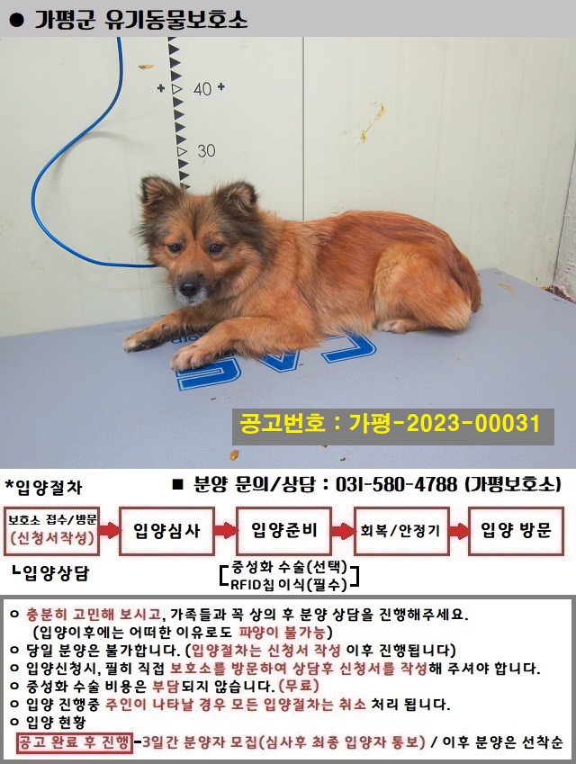 가평군유기동물보호소_441416202300068