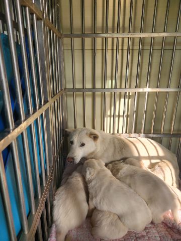 충주시동물보호센터_443439202300154