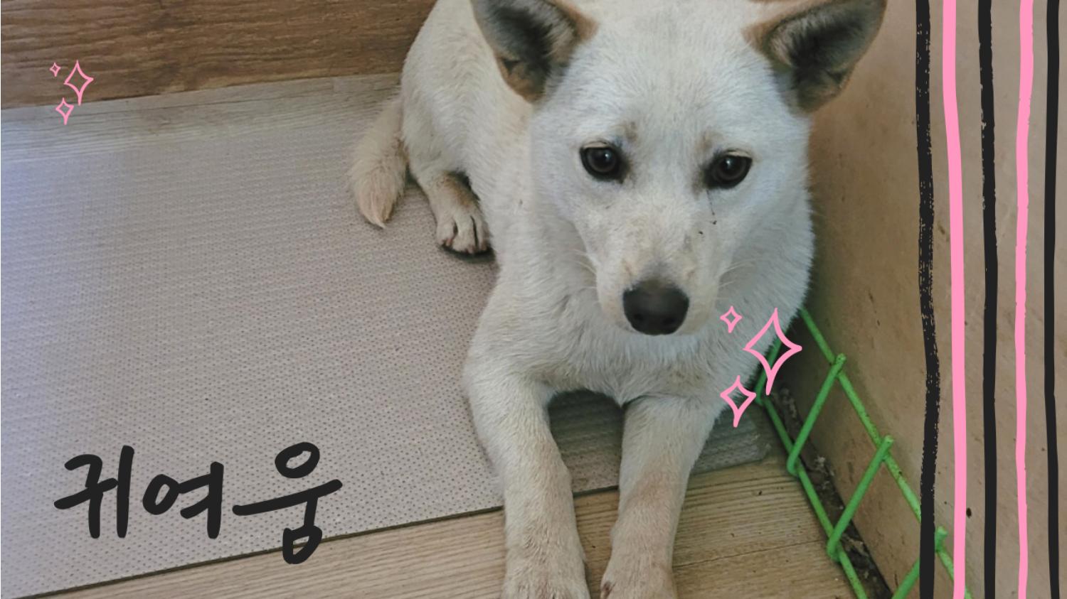 청도군동물보호소_447519202300107