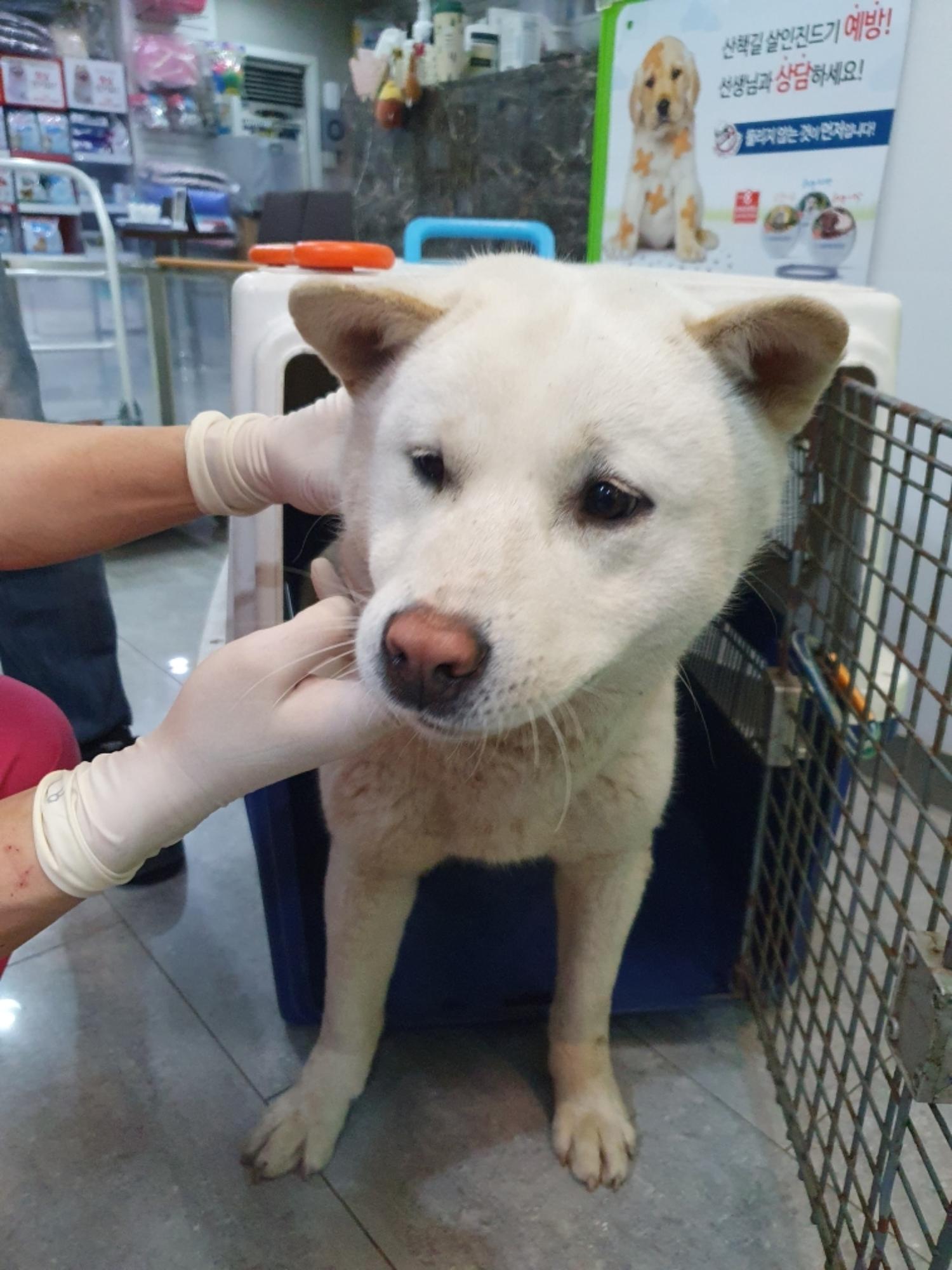 펫앤쉘터동물병원_441378202300295