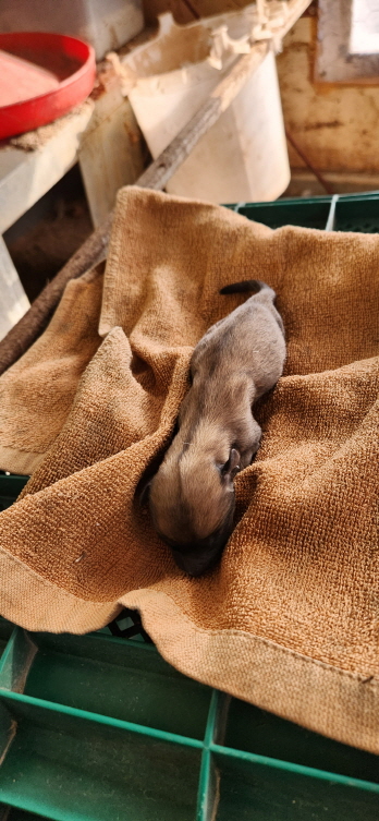 익산유기동물보호소_445468202300562