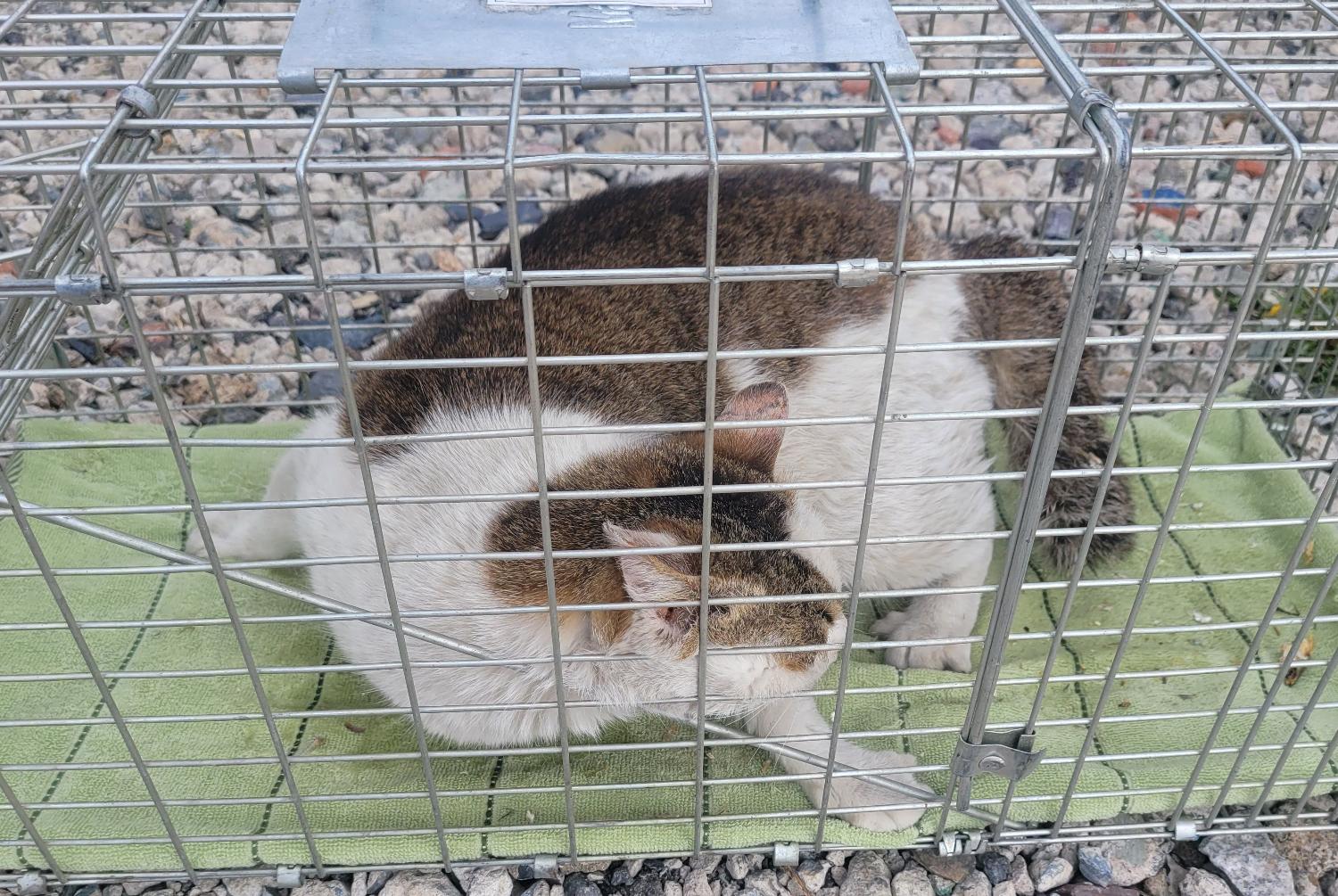 창녕 유기동물보호소_448541202300468