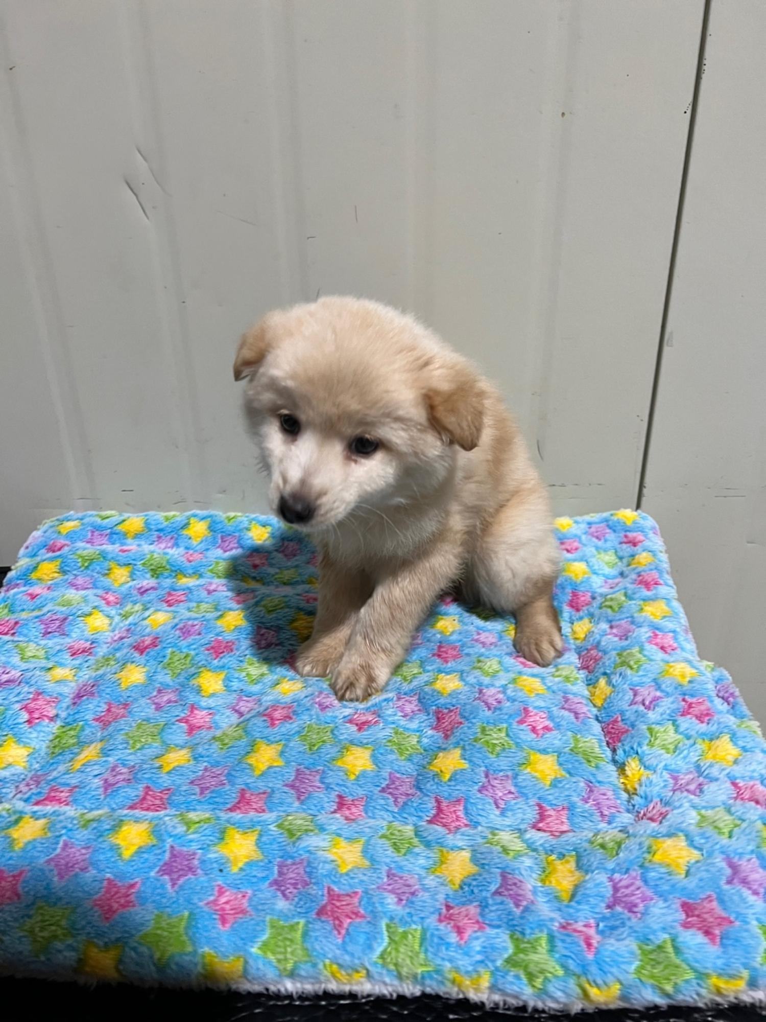 부산동물보호센터_426326202300072