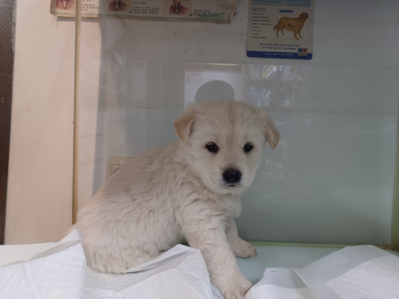 행복한동물병원_445464202301338