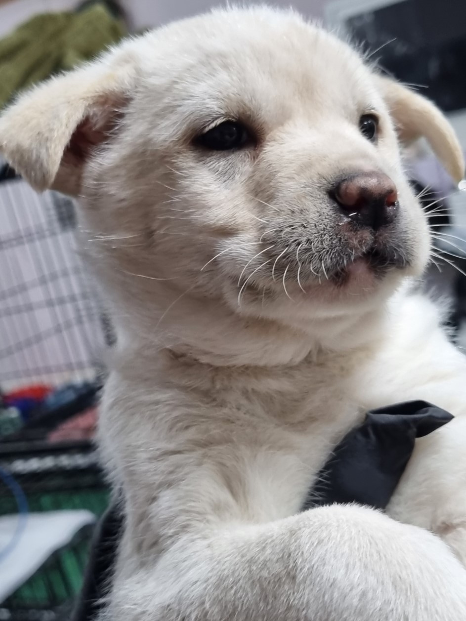 밀양시동물보호센터_448536202300619