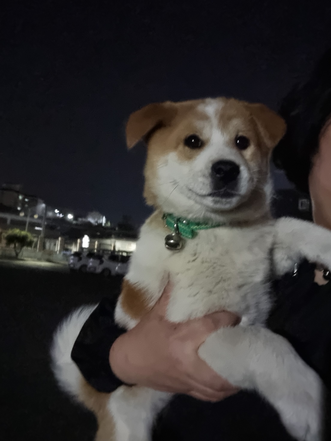 성주유기동물보호센터_447521202300125