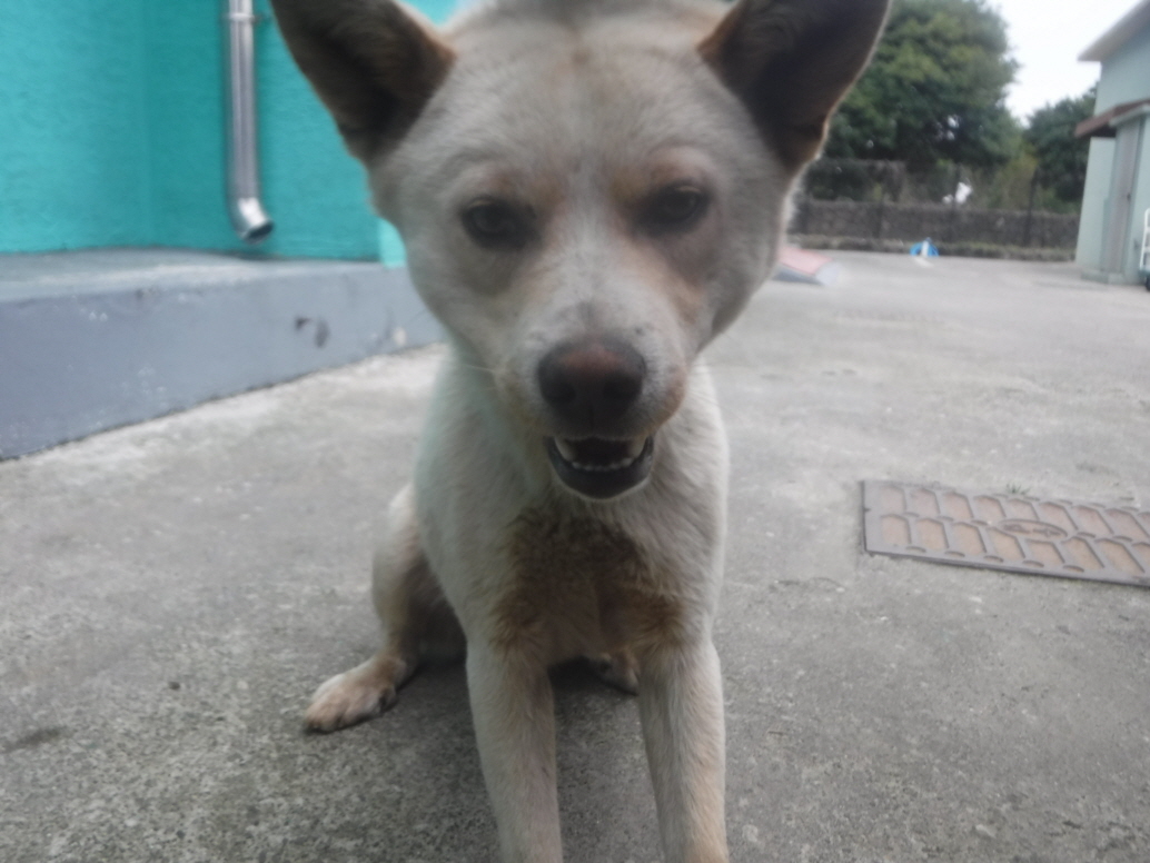제주 동물보호센터_450650202301055