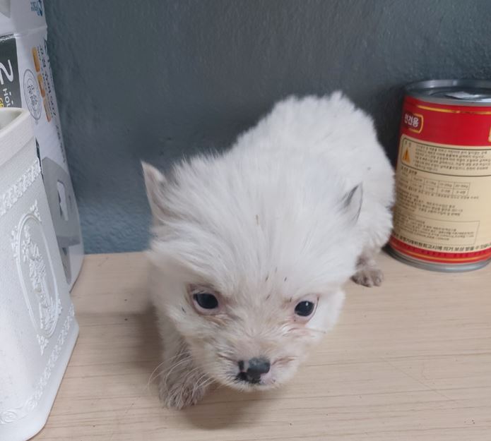 보령시유기동물보호소_444451202300283