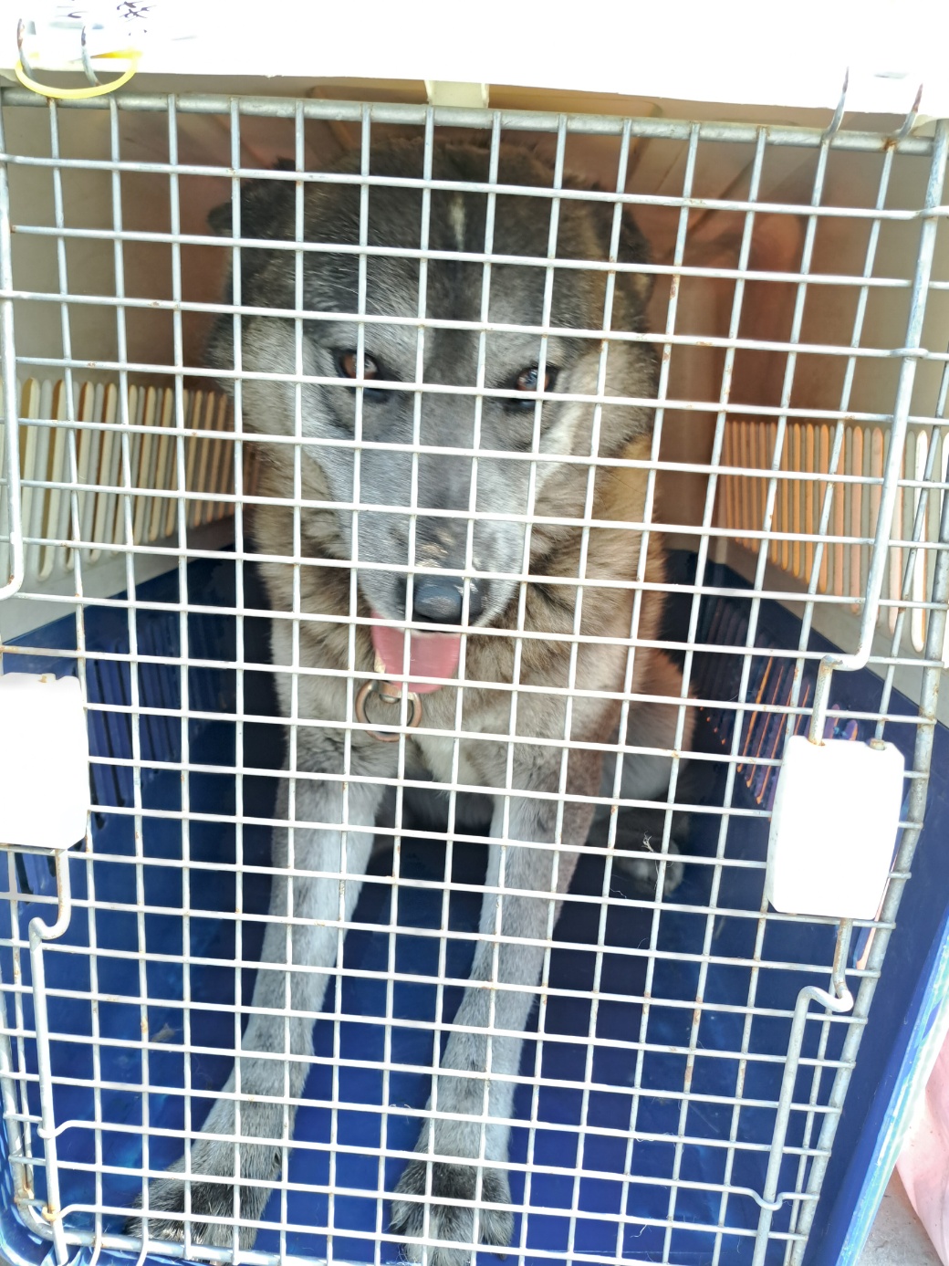 울산유기동물보호센터_431372202300124