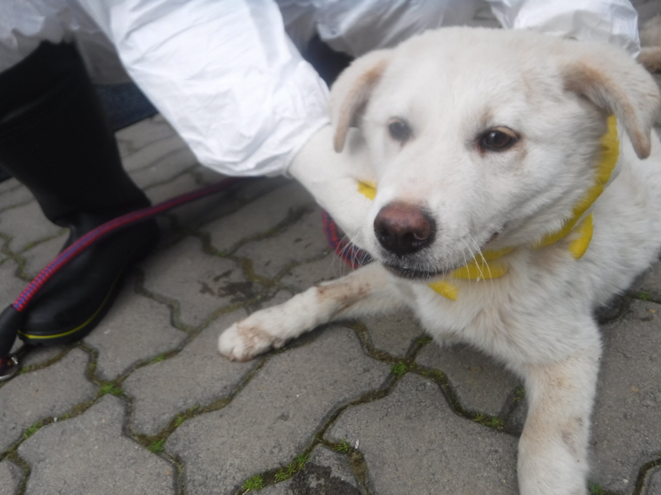 제주 동물보호센터_450650202301043