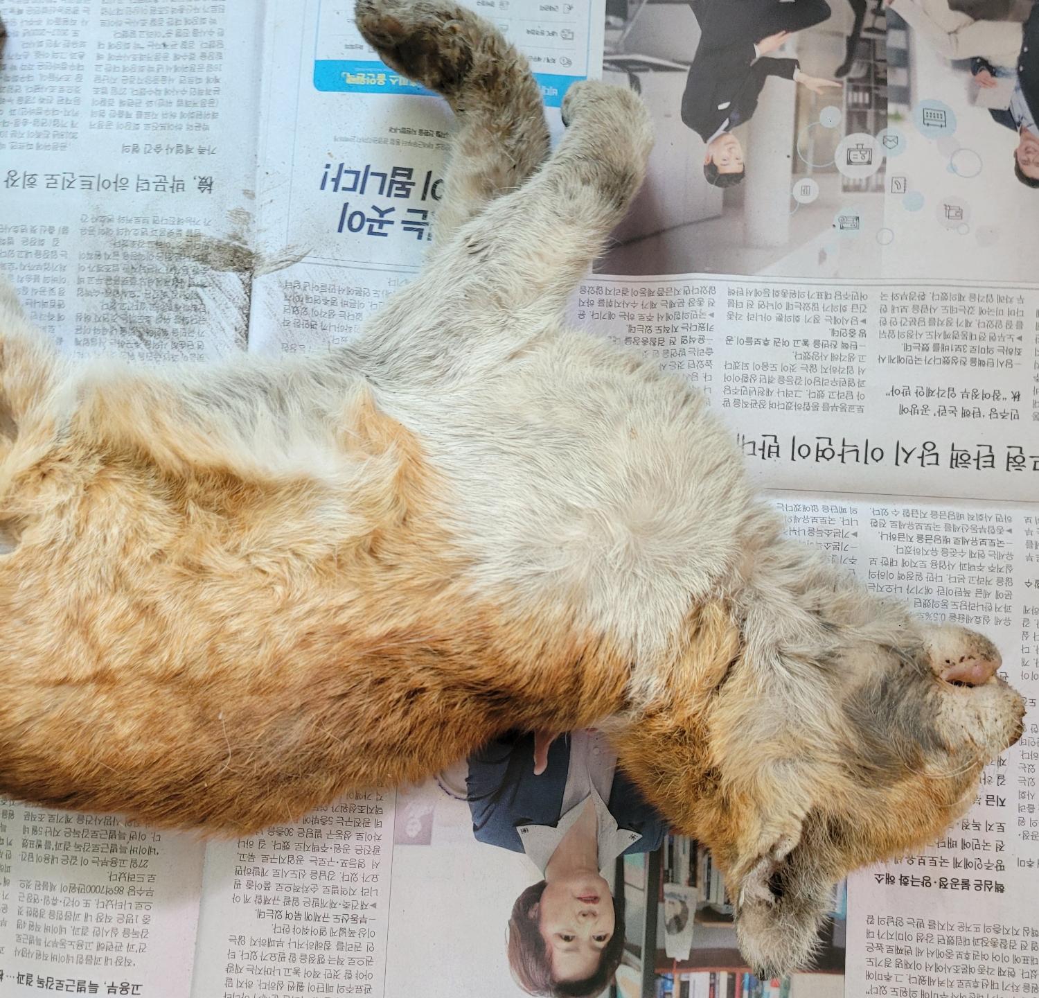 대구유기동물보호센터_427342202300184