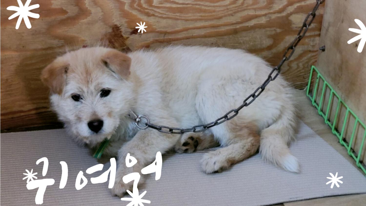 청도군동물보호소_447519202300105