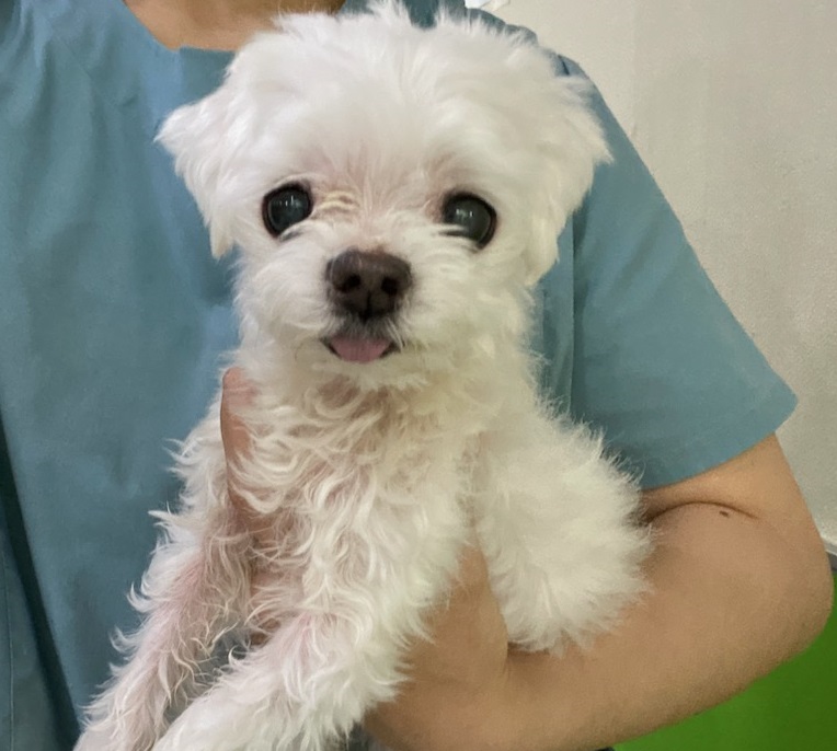 펫앤쉘터동물병원_441378202300341