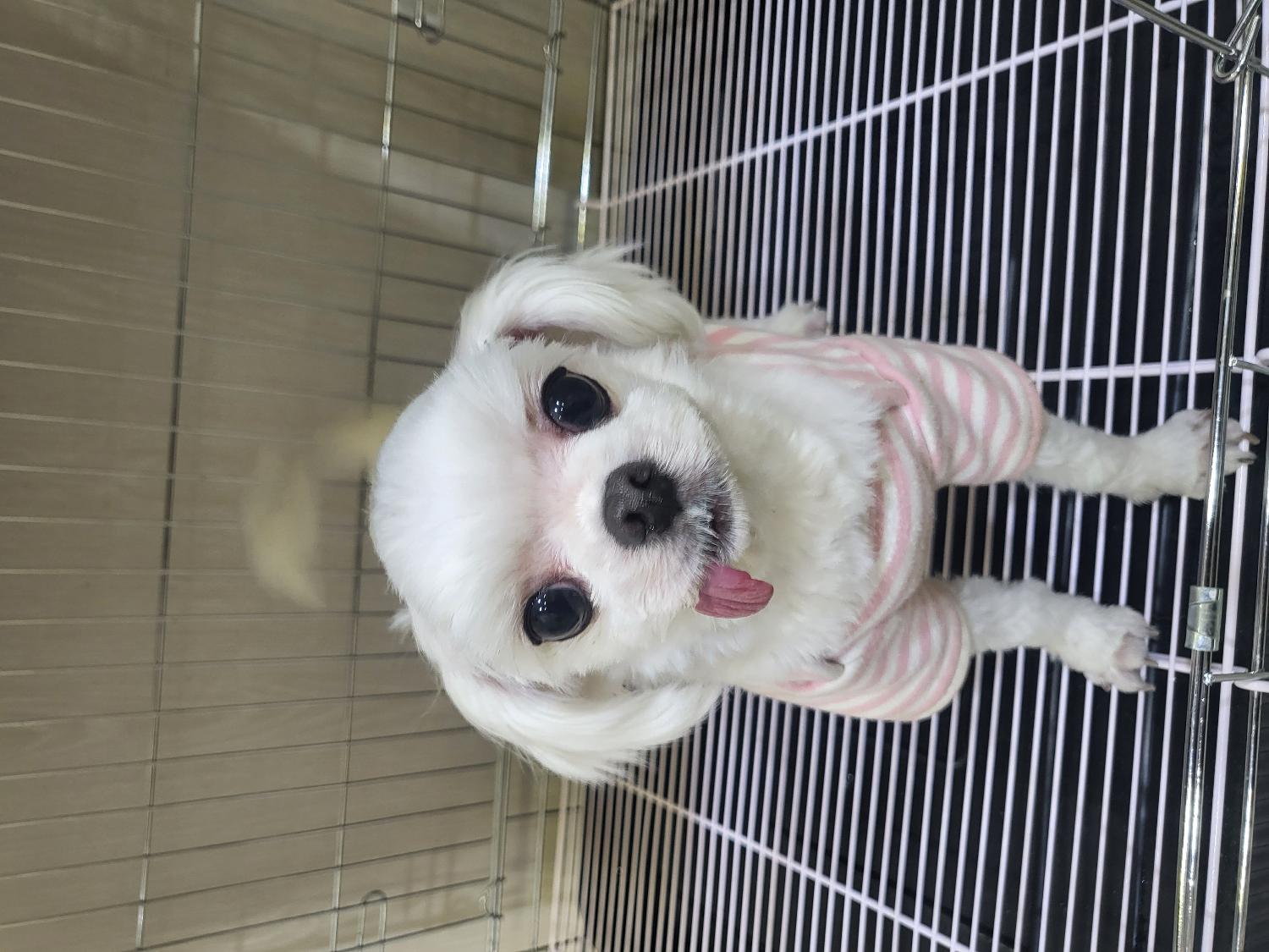 하나동물병원_445464202301347