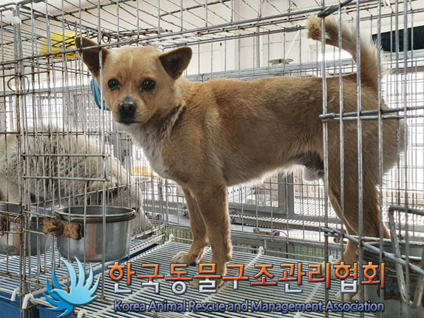 한국동물구조관리협회_441560202300299