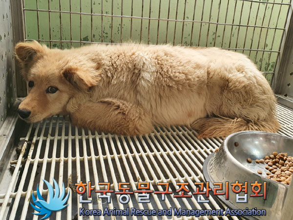 한국동물구조관리협회_441406202300359