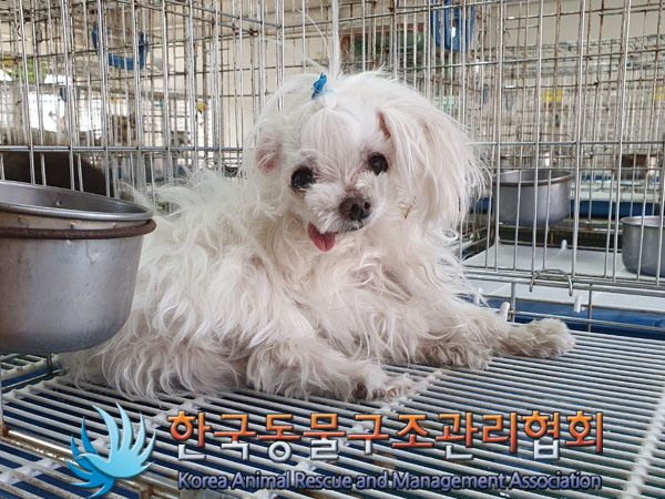 한국동물구조관리협회_441406202300361