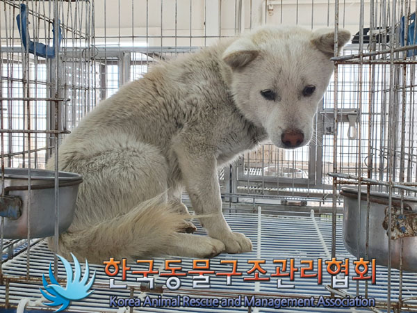 한국동물구조관리협회_441560202300298
