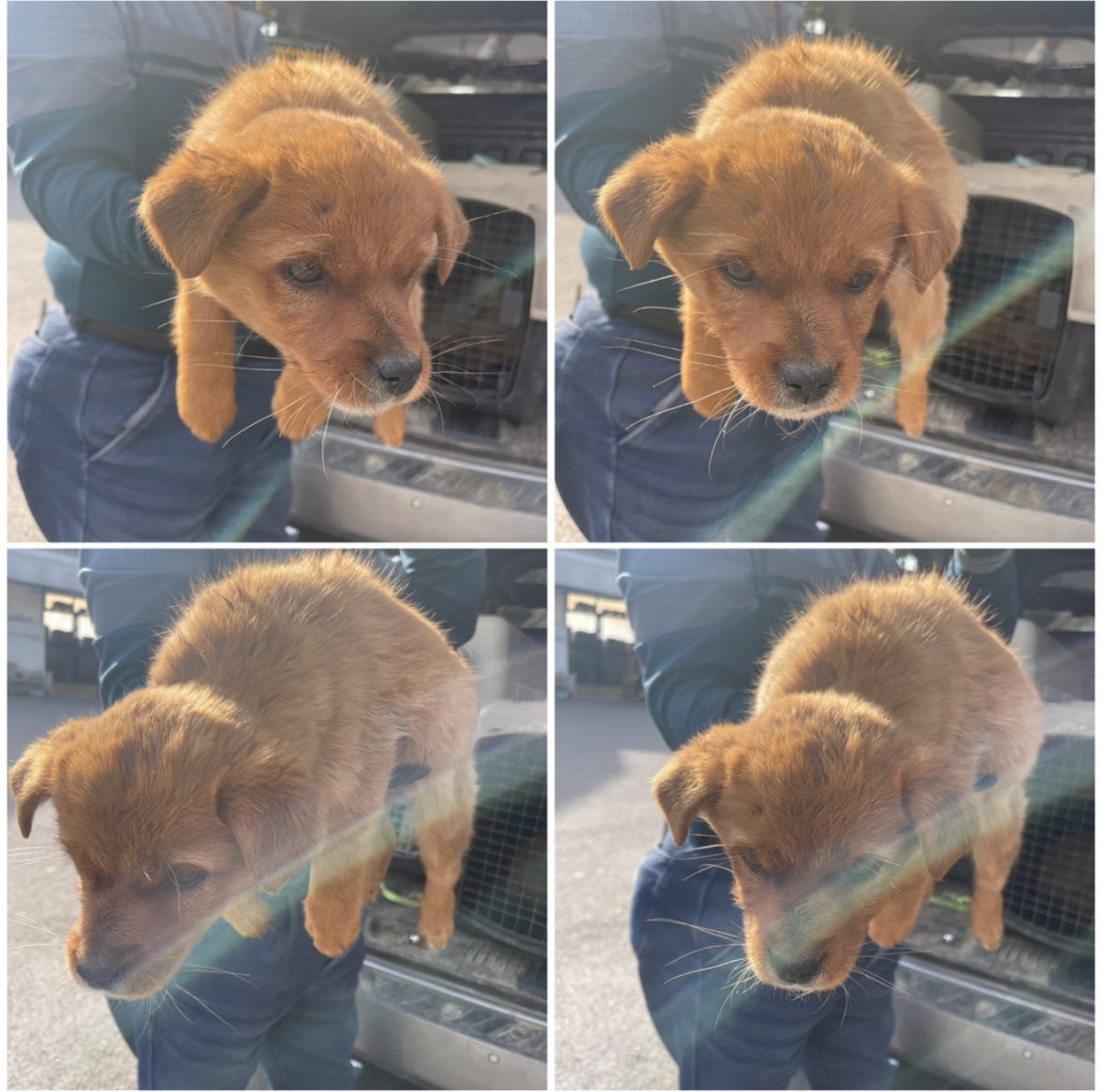 천안시유기동물보호소_444449202300555