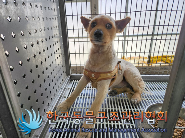 한국동물구조관리협회_411309202300117