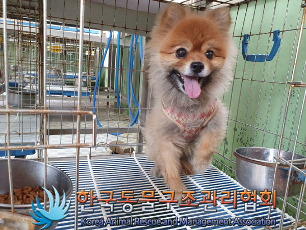 한국동물구조관리협회_441382202300167