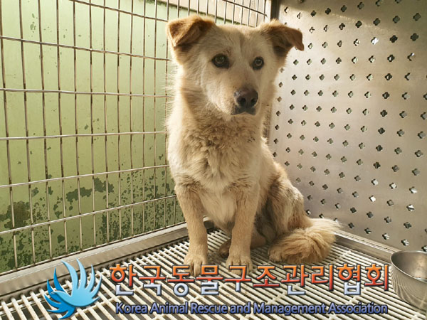 한국동물구조관리협회_441409202300332