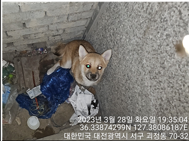 대전동물보호센터_430366202300145