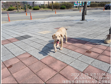 대전동물보호센터_430366202300146