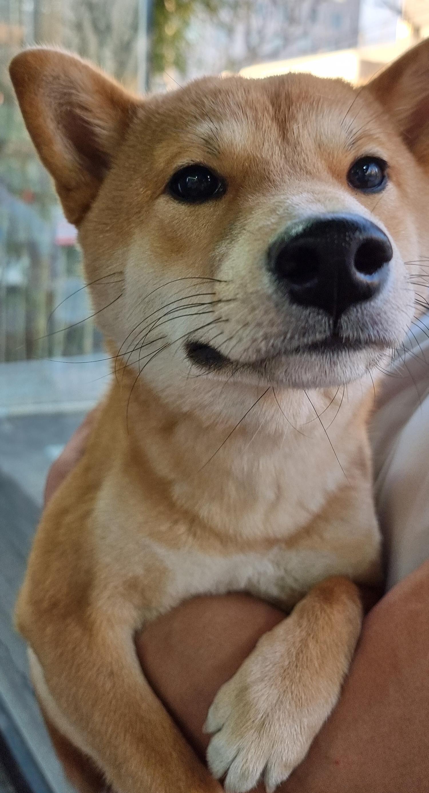 웰케어 동물병원_411313202300177