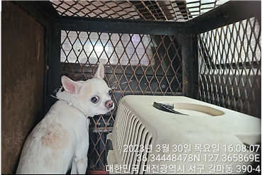대전동물보호센터_430366202300148