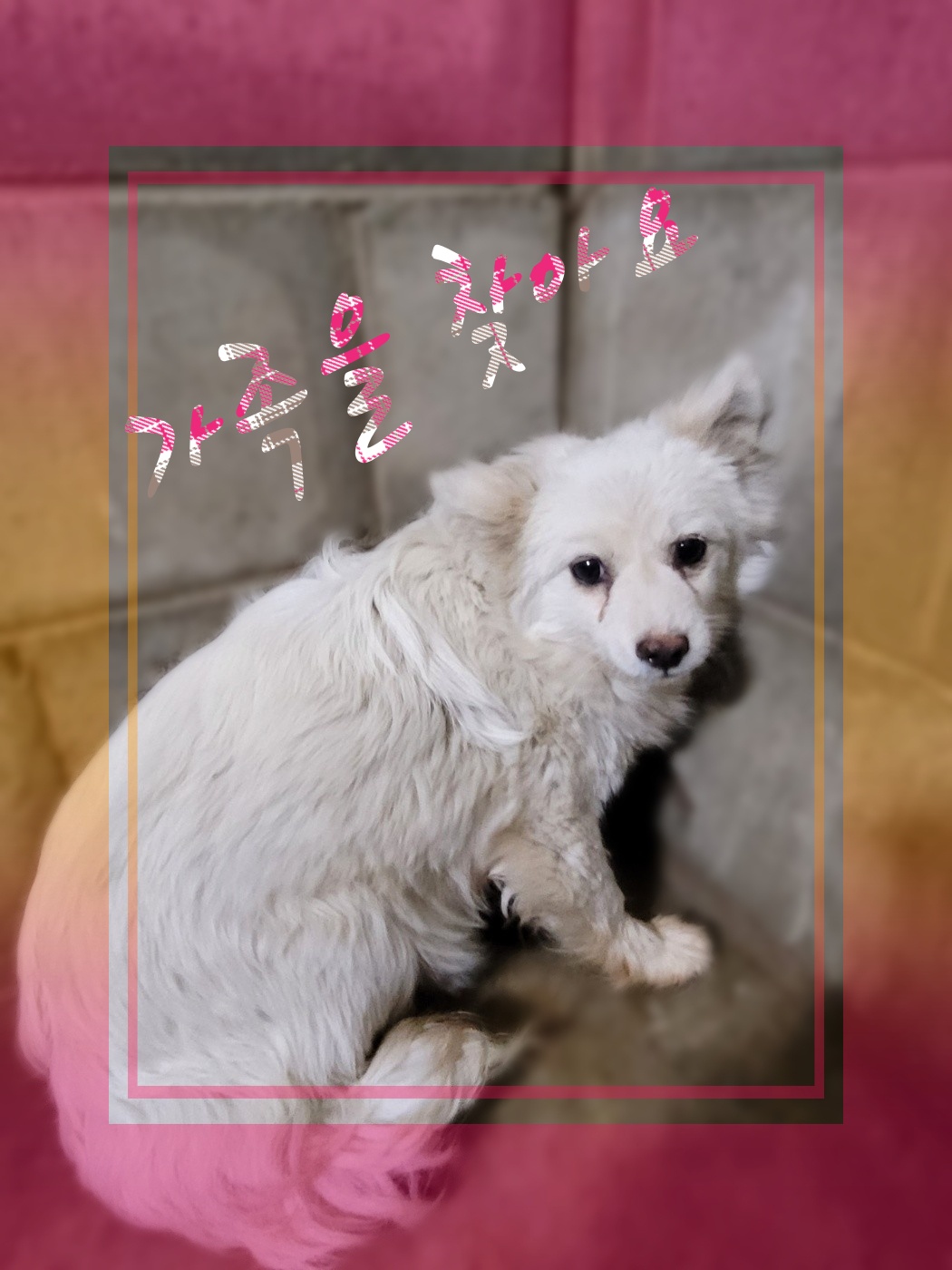 군산유기동물보호센터_445467202300393