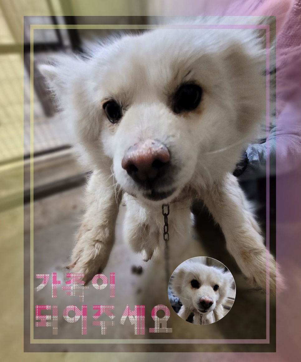 군산유기동물보호센터_445467202300395