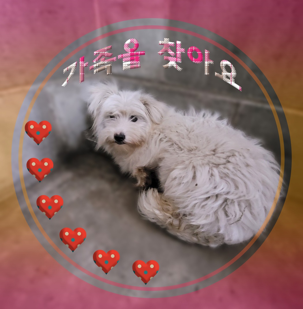 군산유기동물보호센터_445467202300396