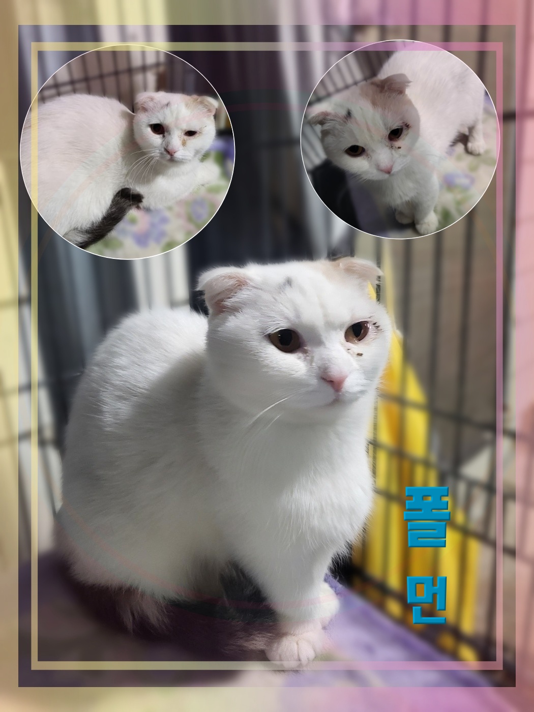 군산유기동물보호센터_445467202300350