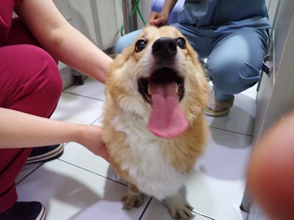 화원연합동물병원_427348202300210