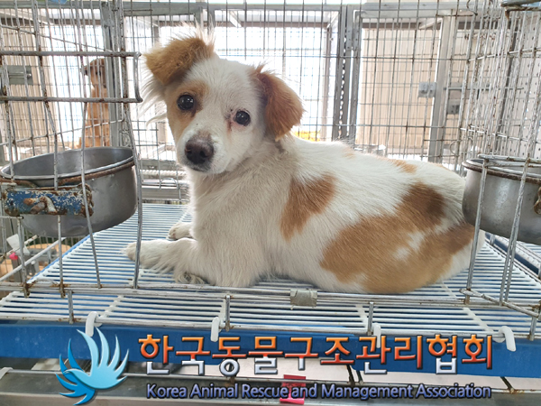한국동물구조관리협회_441560202300300