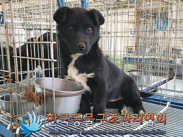 한국동물구조관리협회_441406202300378
