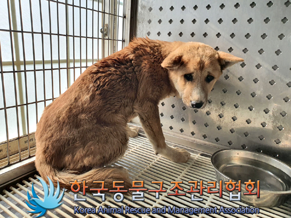 한국동물구조관리협회_441392202300035
