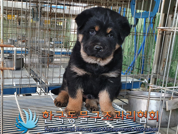 한국동물구조관리협회_441414202300200