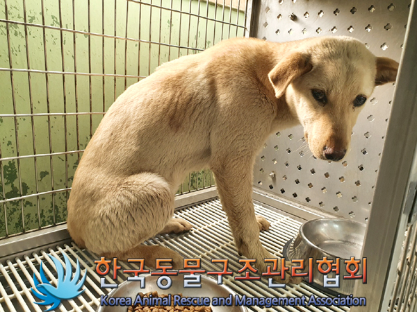 한국동물구조관리협회_441559202300126