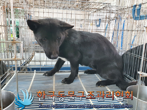 한국동물구조관리협회_441406202300377