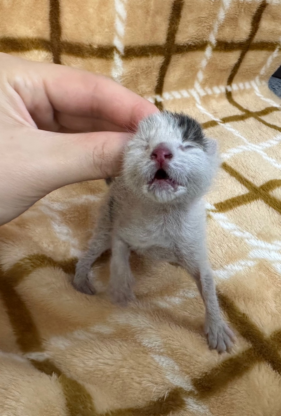 광주 동물보호소_429360202300169