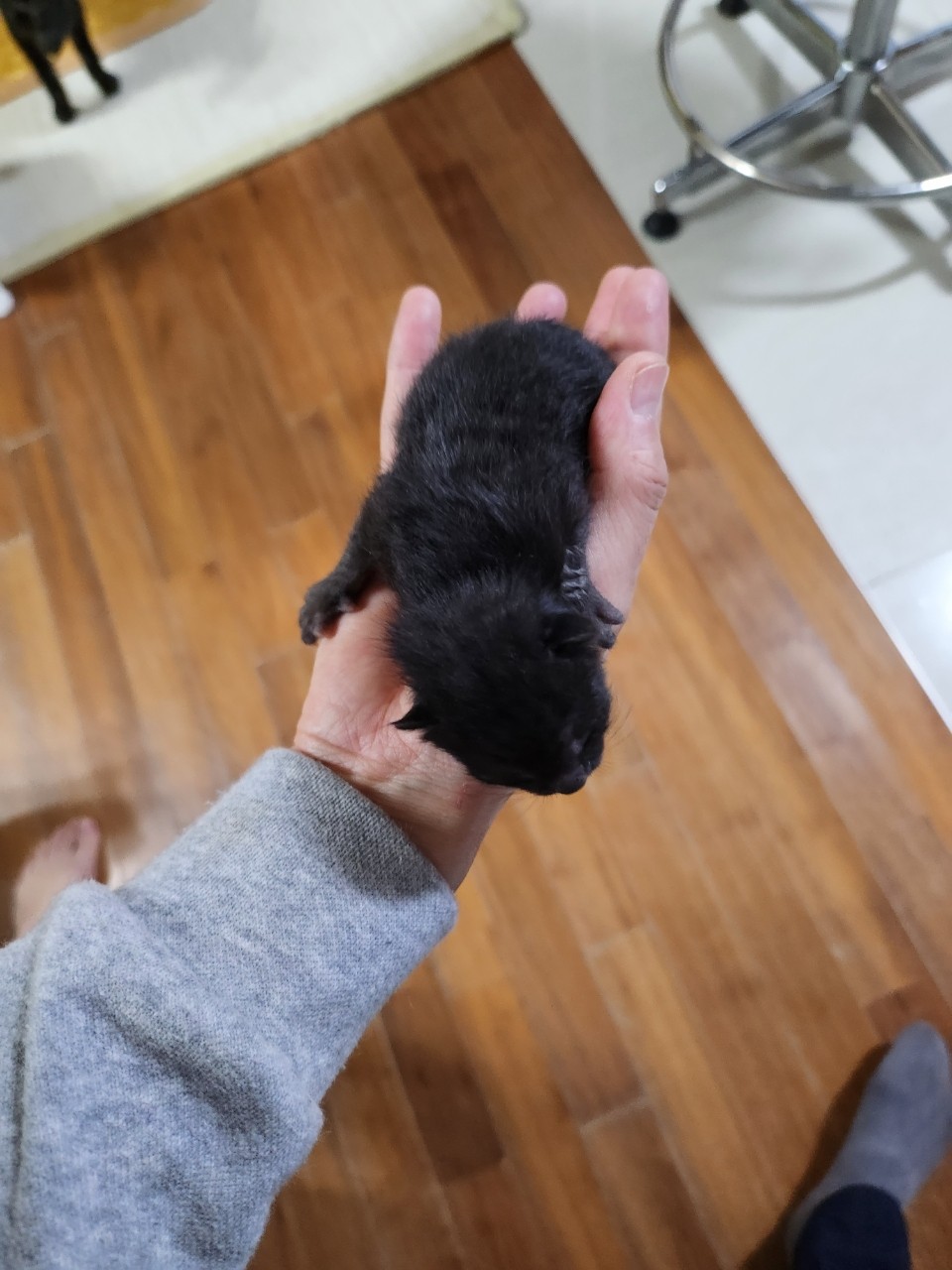 태백유기동물_442422202300143