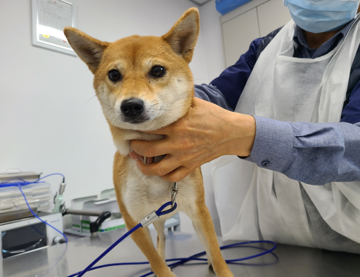 시흥동물누리보호센터_441401202300422