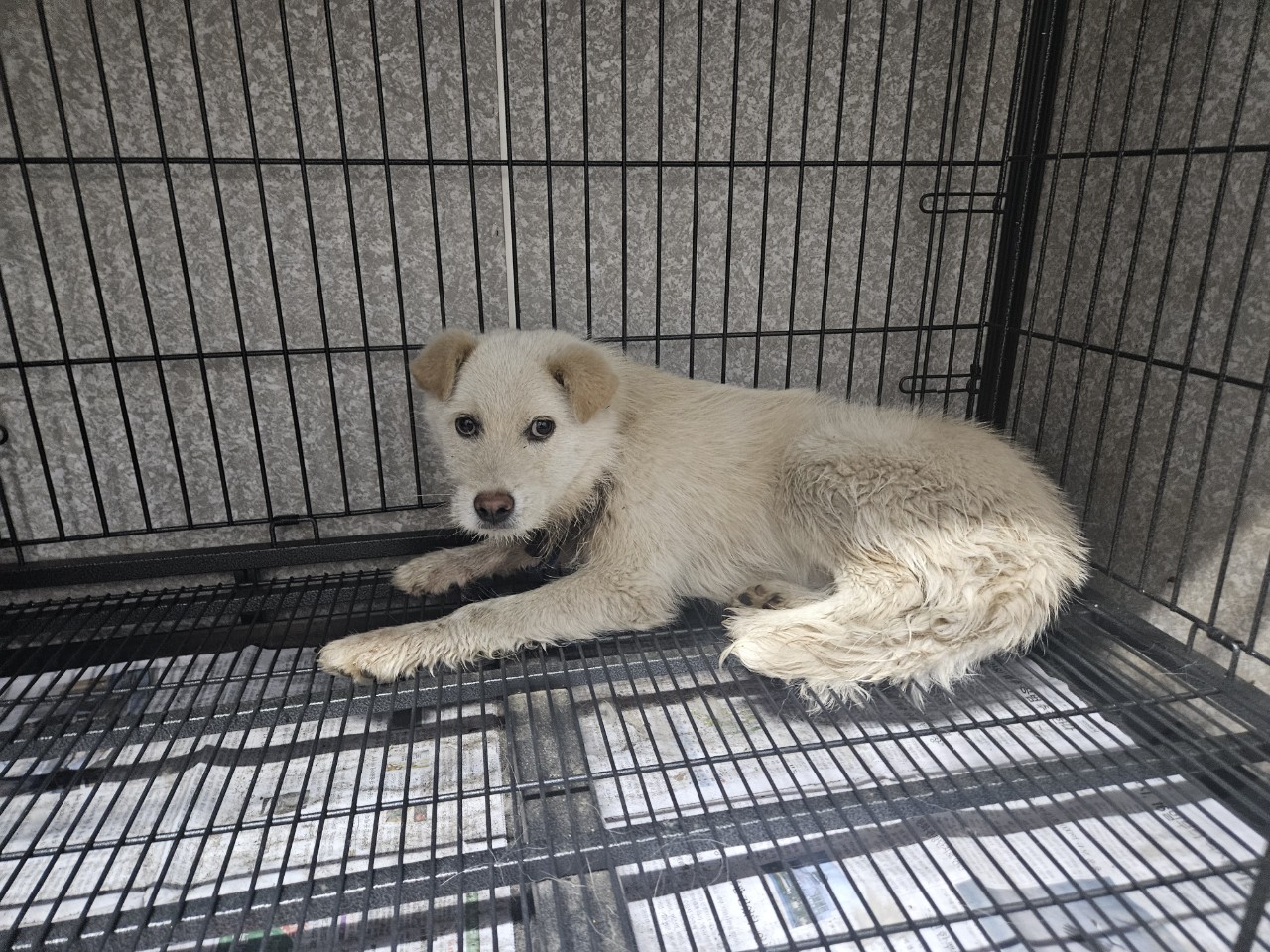 창원유기동물보호소_448567202300431