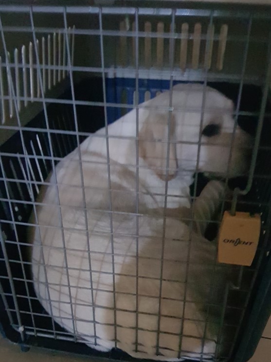 대구유기동물보호센터_427342202300192