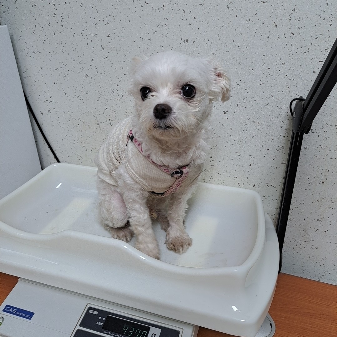 수원시 동물보호센터_441374202300228