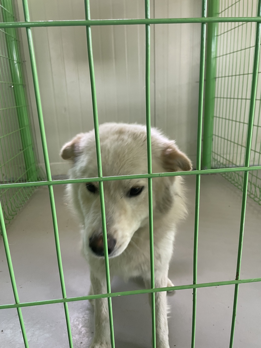 더나은동물병원보호소_445478202300078