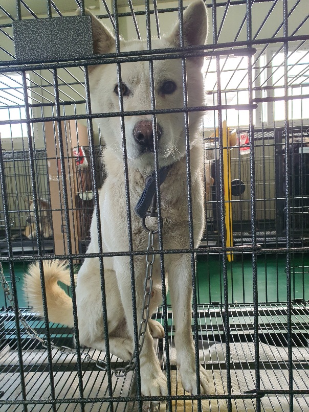 공주시 동물보호소_444450202300141